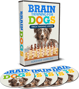 15 minutes of mental stimulation for dogs