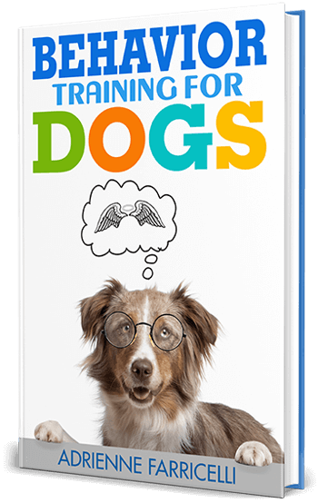 homemade brain games for dogs